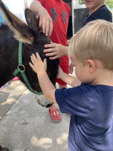 mini horse and children