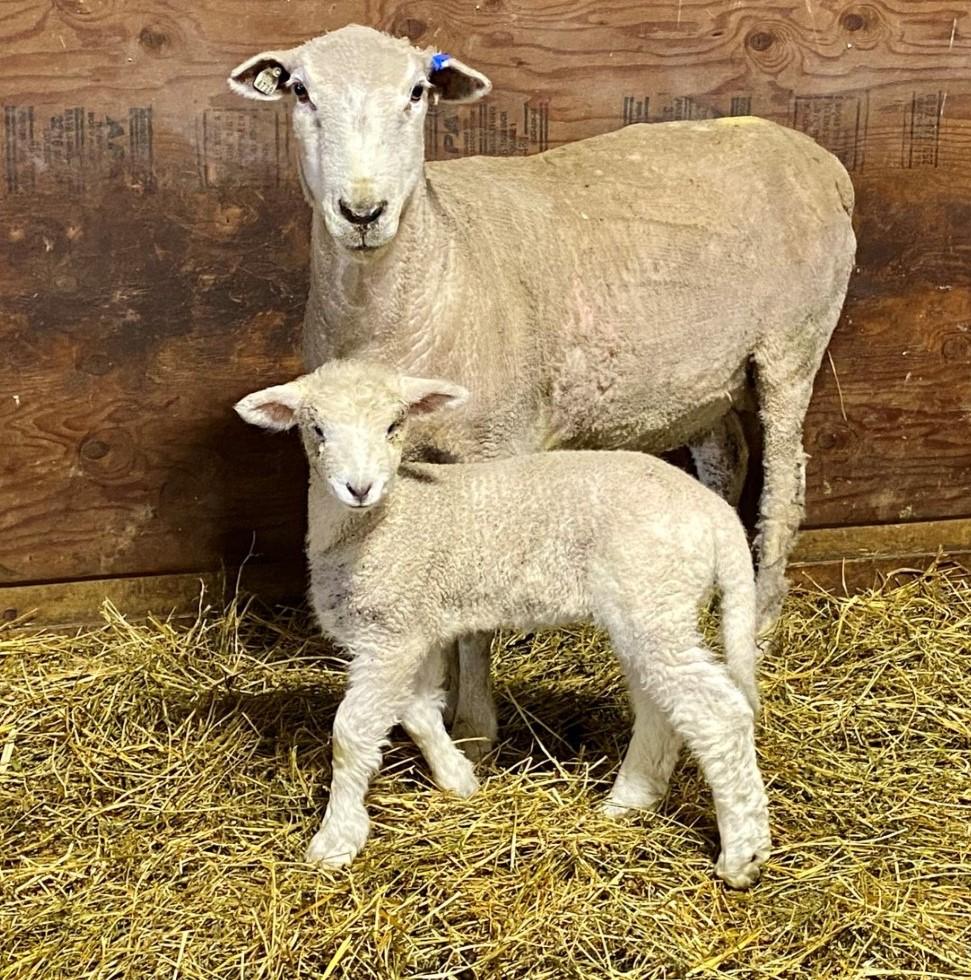 two white sheep